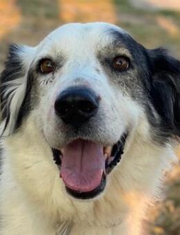 Jogana, geb. ca. 03/2020, GRIECHENLAND - Markdorf