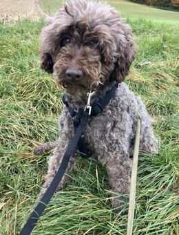 Napsugar, katzenfreundliche Pudeldame - Remagen