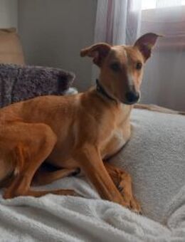 Fritz sucht Menschen die ihm Zeit geben - Ratekau