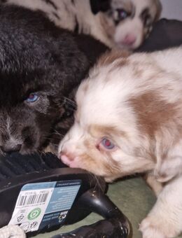 Bezaubernde Miniature Australian Shepherd Welpen suchen ihr Zuhause - Heinsberg