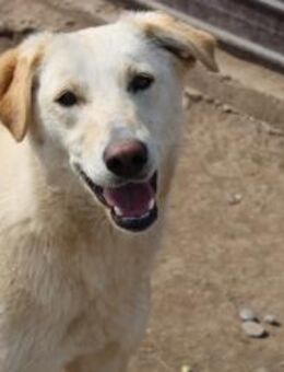 Emma sucht ihr Glück - Celle