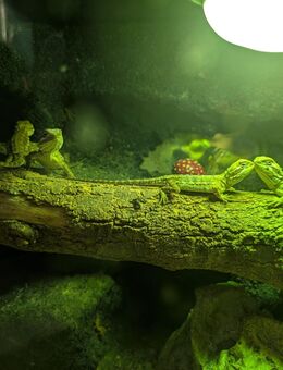 Zwergbartagamen Männchen sucht neues Zuhause (Nachwuchs) - Mönchengladbach