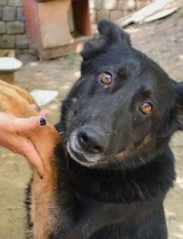AUDREY sucht Körbchen - Gefrees