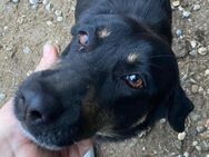 🆘Lana tapfere Hundemama🆘NOTFALL - Eislingen (Fils)