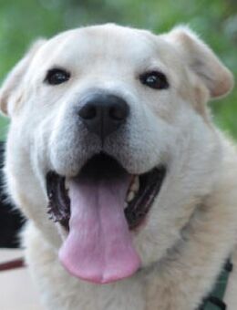 Yukka - freundlich & verschmust - Lohmar