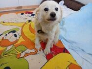 Ivan, kleiner Herzenshund, ca. 13 Jahre, - Vaterstetten