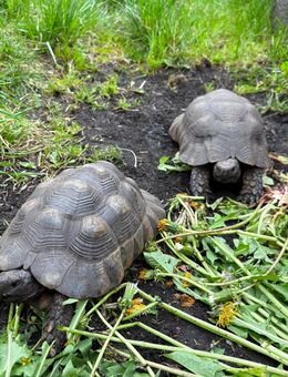 4 Breitrandschildkröten Gruppe 1,3 adult - Senftenberg