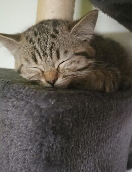 BKH Kitten - Bischofsheim