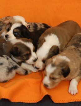 Border Collie Welpen - Bennewitz