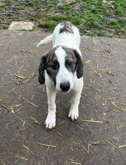 Neugierige Cindy - Neustadt (Rübenberge)