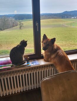 Harzer Fuchs Welpen -Altdeutscher Hütehund - Gschwend