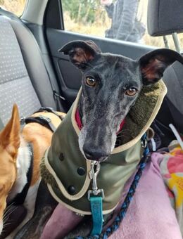 Gretel sucht erfahrene Menschen - Donaueschingen