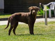 Absoluter Traumhund! Braune Labrador Hündin, 2 Jahre - Königsbrück