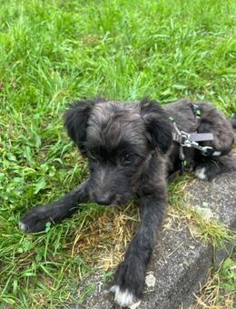 Thea sucht ihre Menschen!🐾 - Großefehn