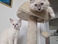 Ragdoll Kitten Mädchen und Junge - Burglengenfeld