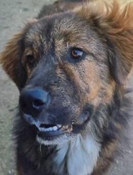 Menschenbezogener, lieber Rüde Puiu - Kallmünz