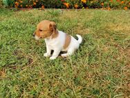 Jack Russel Welpen ❤️ - Raben Steinfeld