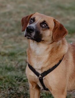 Vili-LM, intelligenter Bursche - Neustadt (Rübenberge)