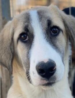 Manella, geb. ca. 04/2025, GRIECHENLAND - Euskirchen