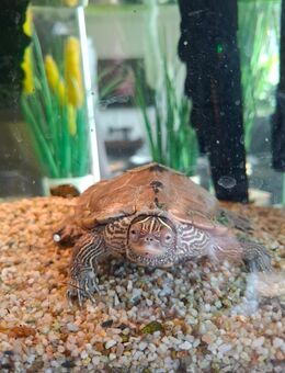 Mississippi Höckerschildkröte - Duisburg