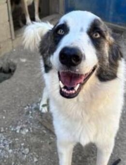 menschenbezogener Knuddelbär LEVI sucht - Berlin