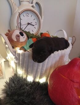 Wunderschöne Welpen - Merxheim