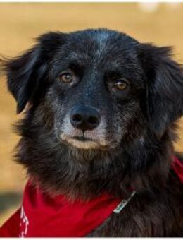 Mayli wartet in 91611 Lehrberg - Oberwies