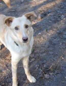 Menschenfreund Sidney - Berlin