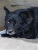 Lara schüchterne Hündin in 93183