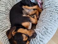 Junghund sucht dringend erfahrene Hundemenschen - Magdeburg