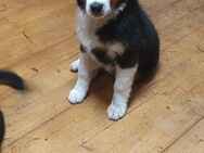 Australian Shepherd Welpen o. Papiere - Langenaltheim