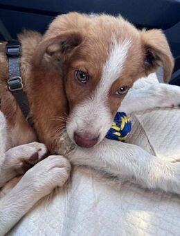 Struppy sucht sein Zuhause - Neuss