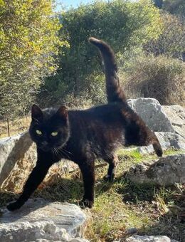 Konna, sanfte Herzensdame, ca. 5J Felv+ - Vaterstetten