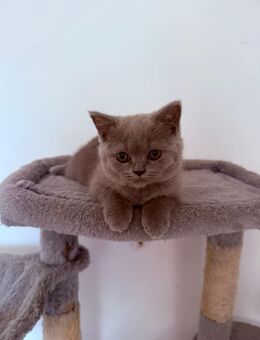 Reinrassige BKH Kitten Katzen Mädchen und Jungs - Hamm Zentrum