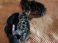 Bengal kitten in gute Hände abzugeben - Eschwege