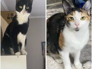 Roxan und Addie aus dem Tierschutz - Grevenbroich