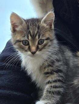 1 kitten Katze sucht im Dezember ein neues zu Hause - Dresden