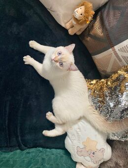 Weißer BKH Kater mit blauen Augen - Kassel