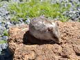 junge chinesische Streifenhamster kletterfreudiger Hamster Zwerghamster in 01844