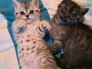 British Kurzhaar kitten - München