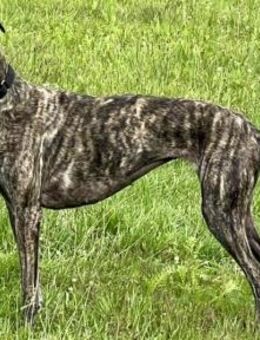 Quintana, verschmust, neugierig, offen - Westerholt