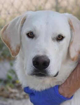 Cuqui der letzte der Geschwister Mr - Ludwigshafen (Rhein)