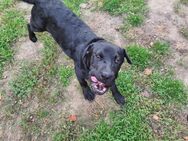 Süße shar pei Jack Russell mix Welpe Hündin 6 monate altzum Abgabe bereit. - Gummersbach