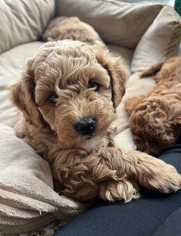 Maltipoo Rüde aprikot - Borken