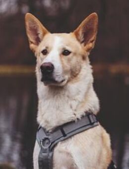 Toto sucht erfahrene Hundehalter - Neuss