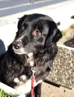 Der schöne - KAREL - - Kempen