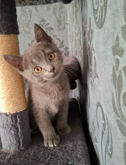 Main Coone / britisch Kurzhaar Mix Kater, Baby - Garrel