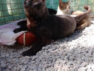 FiV+ Kater Dusty aus dem Tierschutz - Grevenbroich