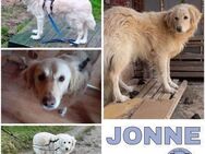 JONNE -sucht ruhiges Zuhause- - Duisburg