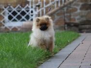 Morty, wunderschöner Zwergspitz Pomeranian Welpe, mit Ahnentafel (CDK Ebern e.V.) - Bad Iburg